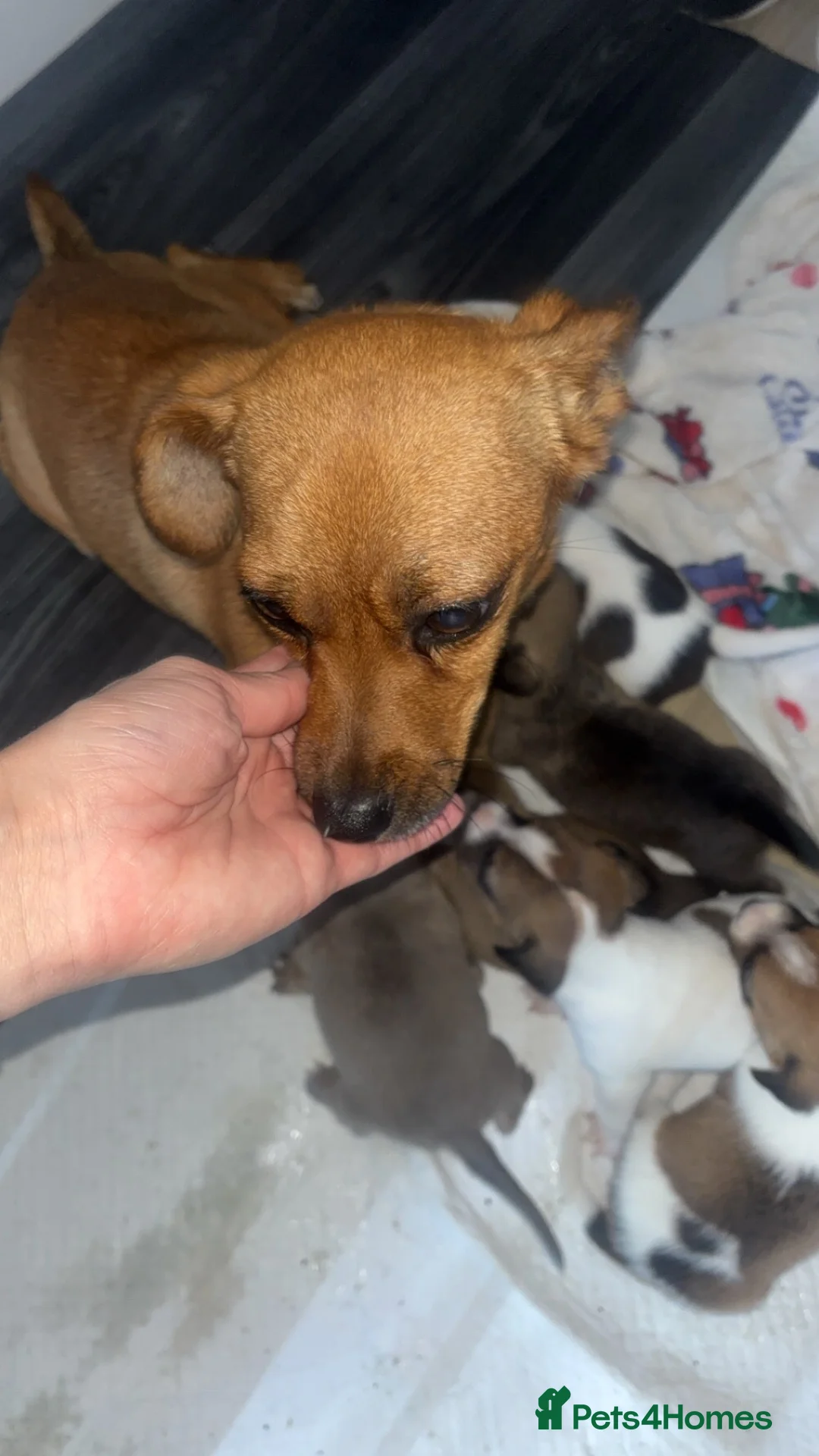 Jack Russell dogs for sale: 9 beautiful jack russells  in Evesham - Advert 1
