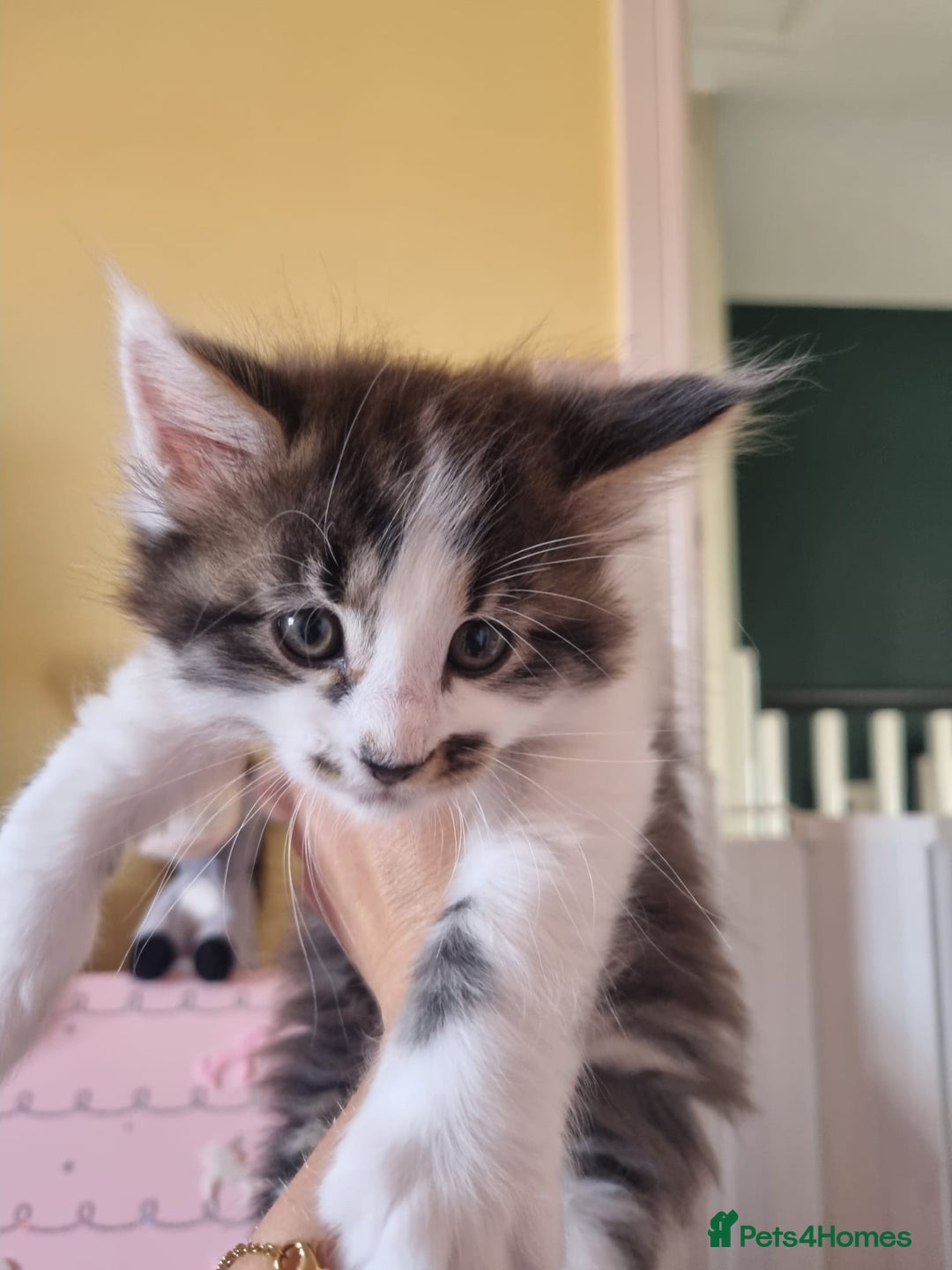 Maine Coon cats for sale: Maine Coon Cross All Ready To Go Now - Image 26