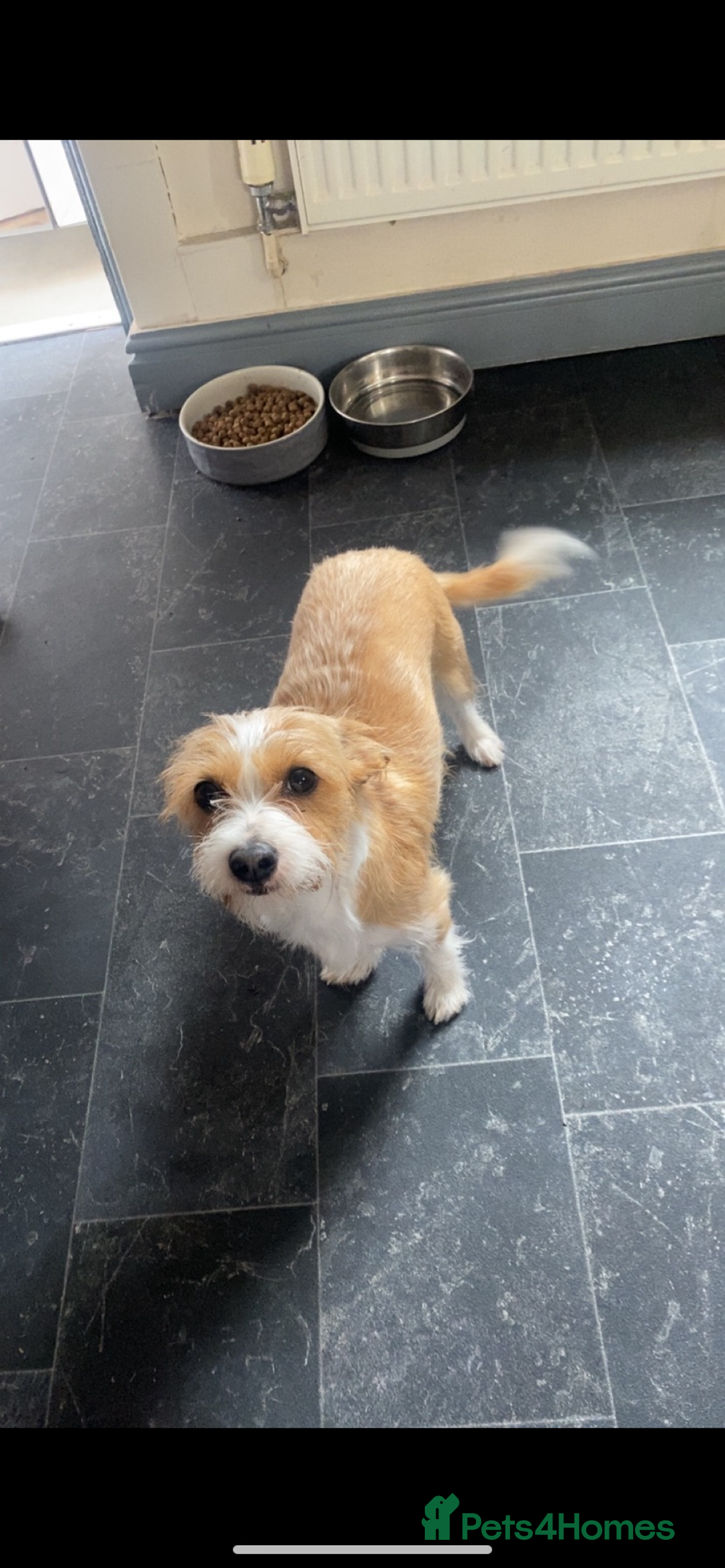 Mixed Breed dogs for sale: Chihuahua princess looking for a home - Advert 7