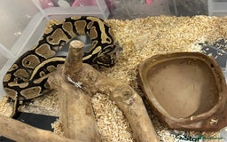 Python Snake reptiles for sale: Two pythons for sale - Advert 5