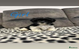 Shih Tzu dogs for sale: 🩷 Beautiful Shitzu Puppies 🩷 - Image 27