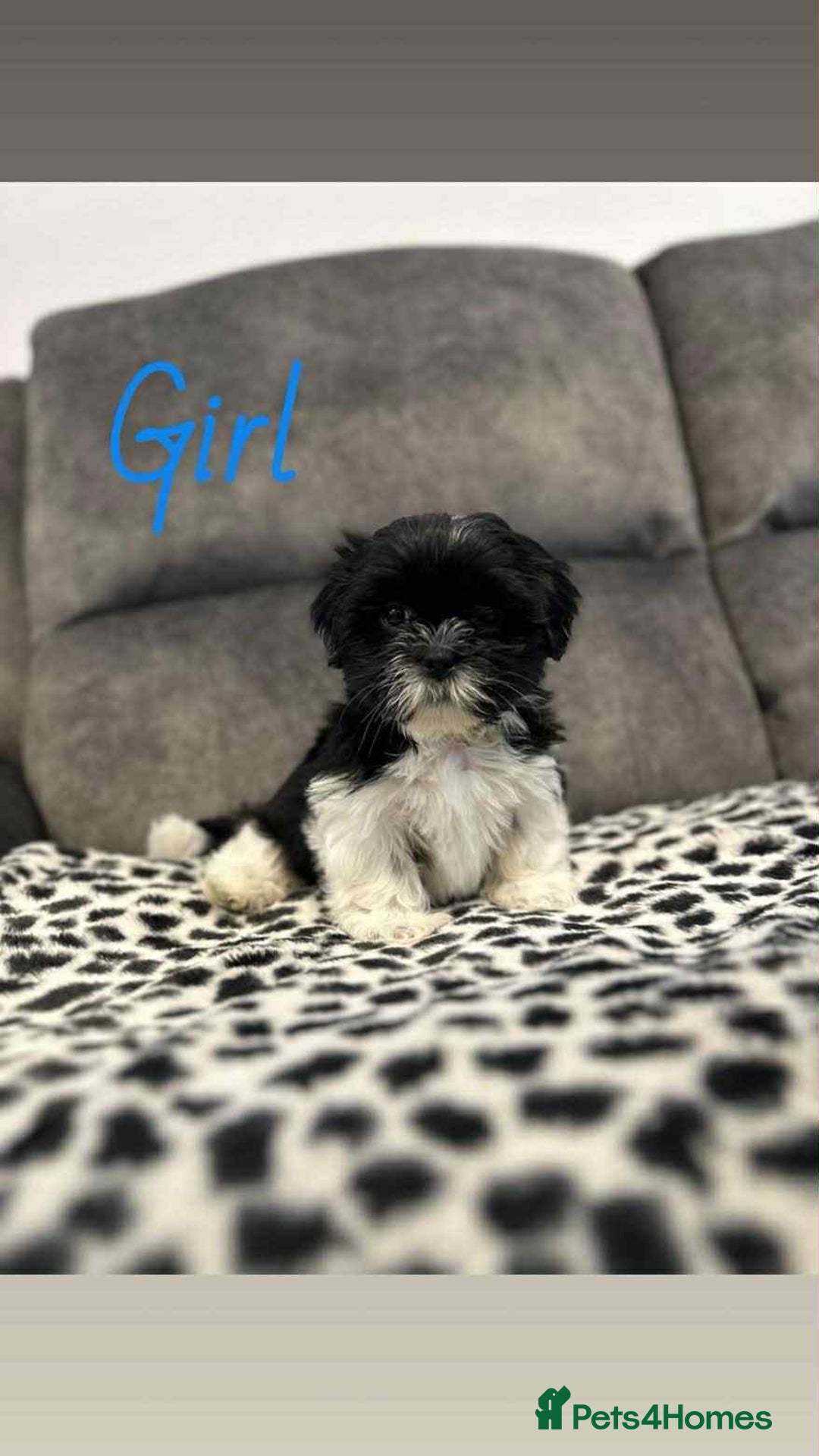 Shih Tzu dogs for sale: 🩷 Beautiful Shitzu Puppies 🩷 - Image 27