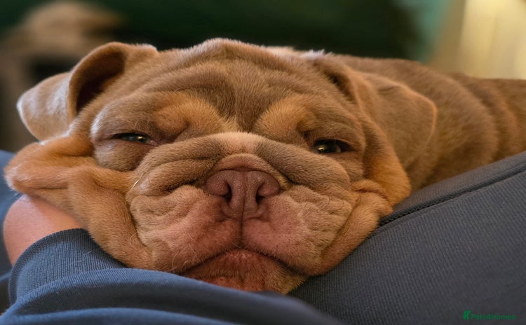 English Bulldog dogs - Advert 4