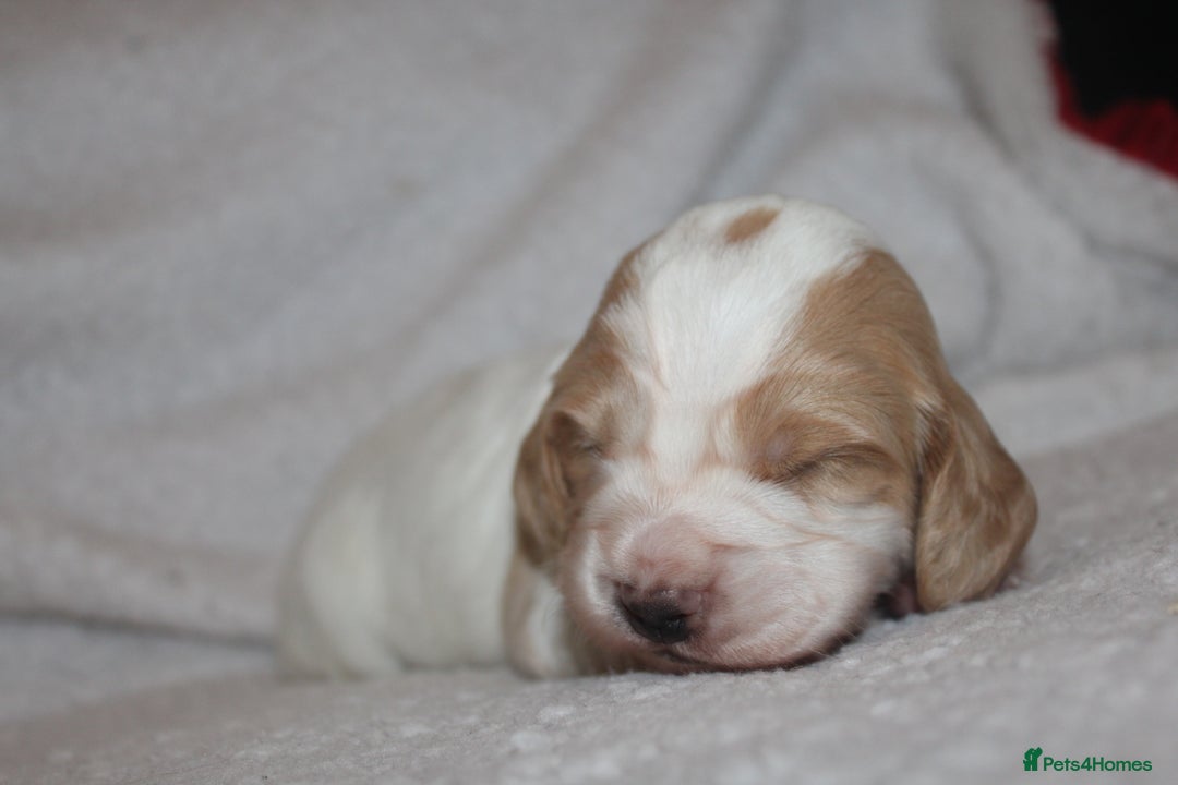 Cocker Spaniel dogs for sale: Working cocker spaniels - Advert 14