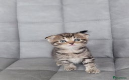 Mixed Breed cats for sale: Half scottish fold Healthy and beautiful kittens - Image 6