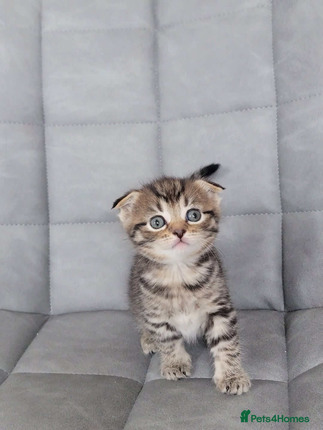 Mixed Breed cats for sale: Half scottish fold Healthy and beautiful kittens - Image 6