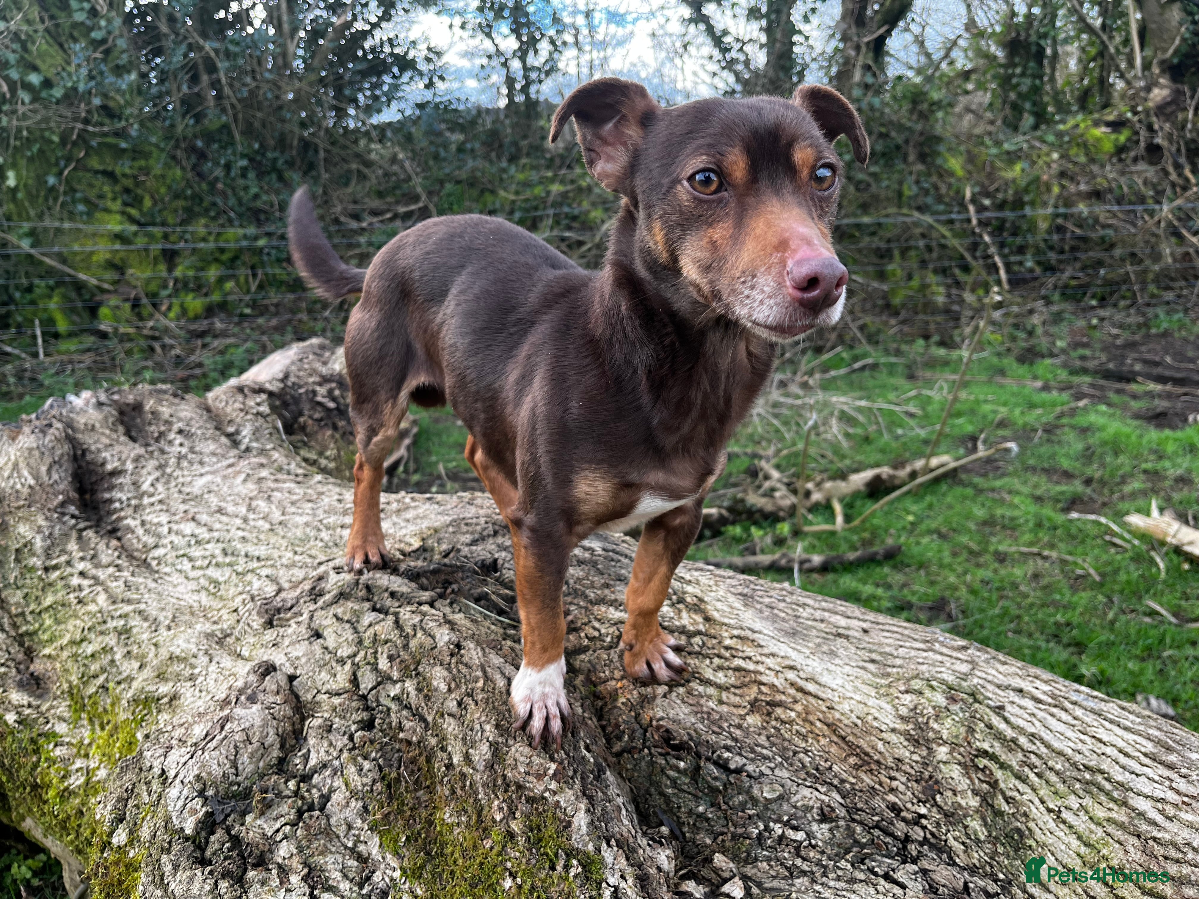 Jack Russell dogs Jack Russell - Miniature  - Advert 1