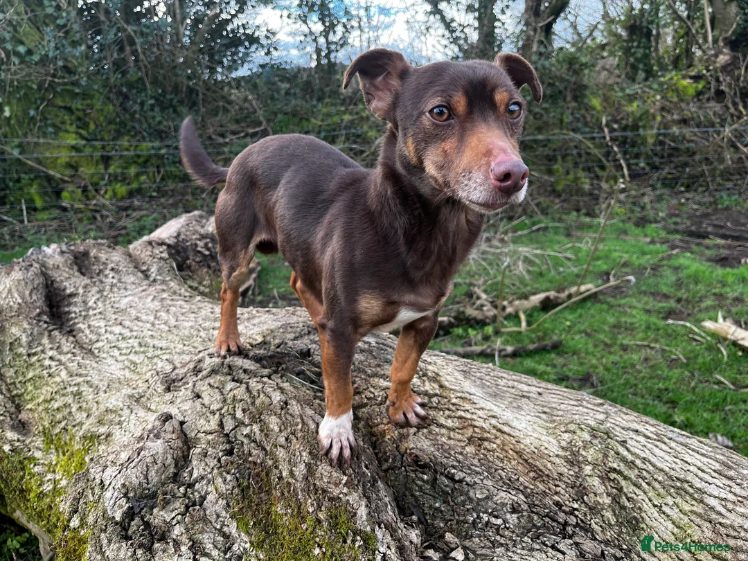 Jack Russell dogs for stud: Jack Russell - Miniature  - Advert 1