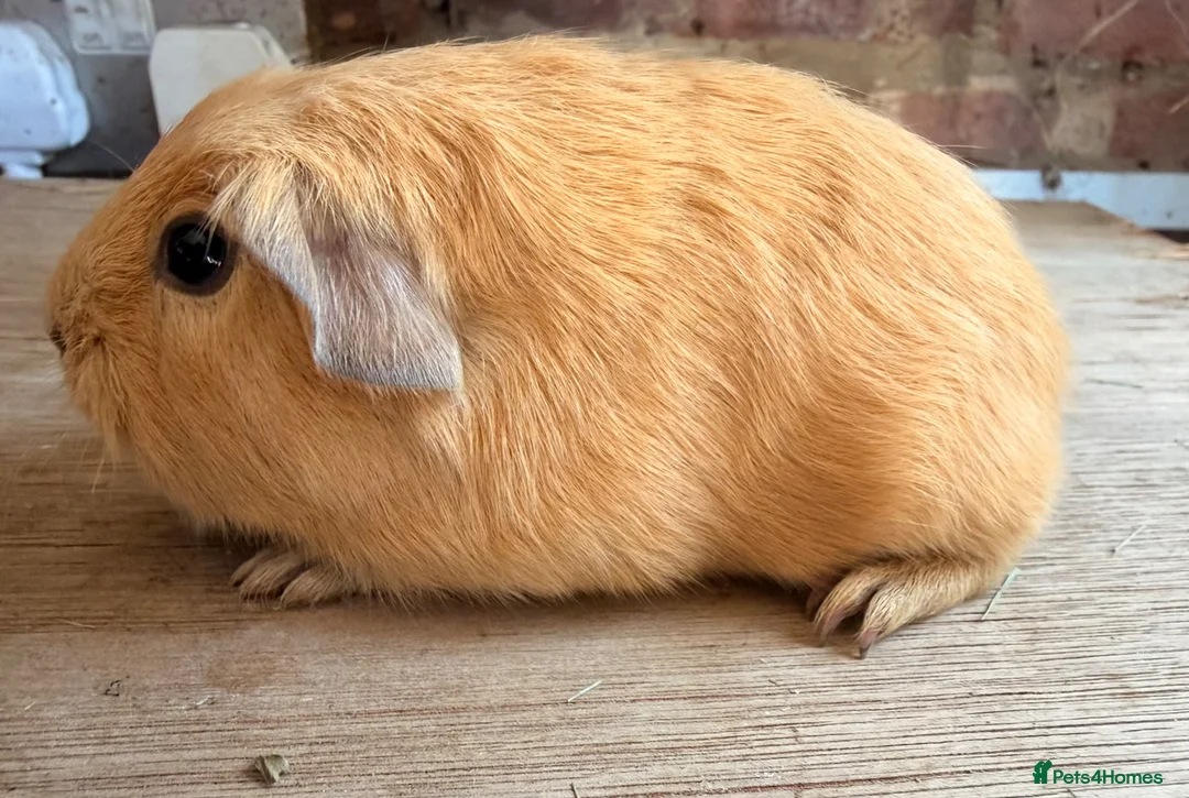 Guinea Pig rodents for sale: Purebred Self Buff Boar Available  - Advert 3