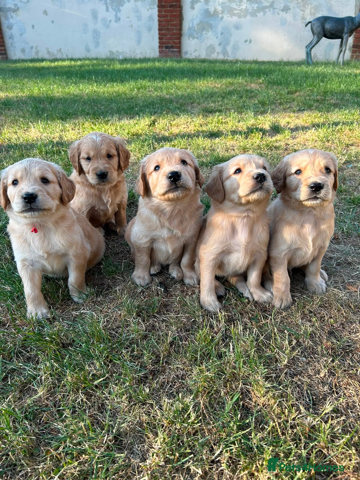 Golden Retriever dogs KC registered golden retriever puppies  - Advert 1