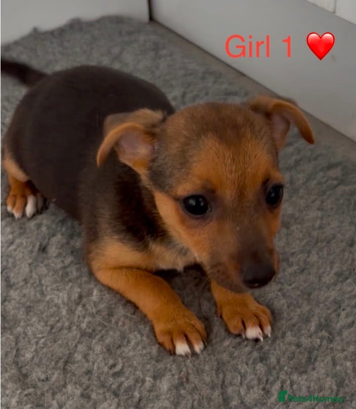 Jack Russell dogs Jack Russell Puppies - 4 Girls 🩷 - Advert 2