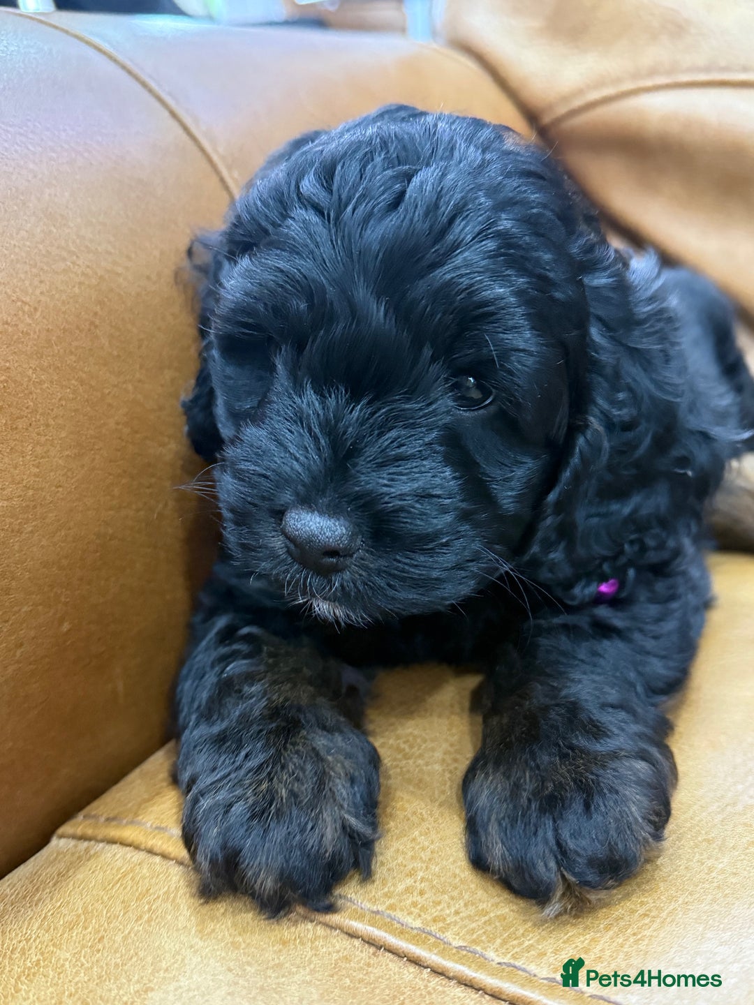 Cockapoo dogs for sale: Cockapoo Female Puppy - Ready to leave in 1 week - Image 15