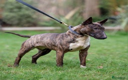 English Bull Terrier dogs for sale: Fit English Bull Terrier Female  - Image 1