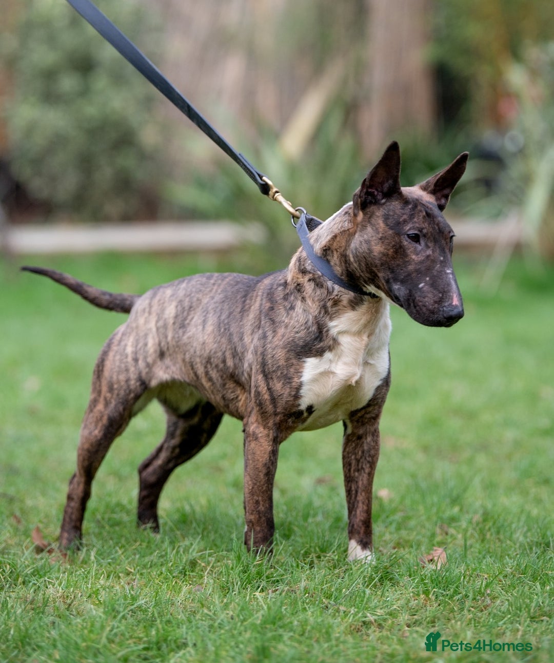 English Bull Terrier dogs for sale: Fit English Bull Terrier Female  - Image 1