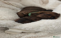 Miniature Dachshund dogs for sale: Miniature dachshund  - Image 7