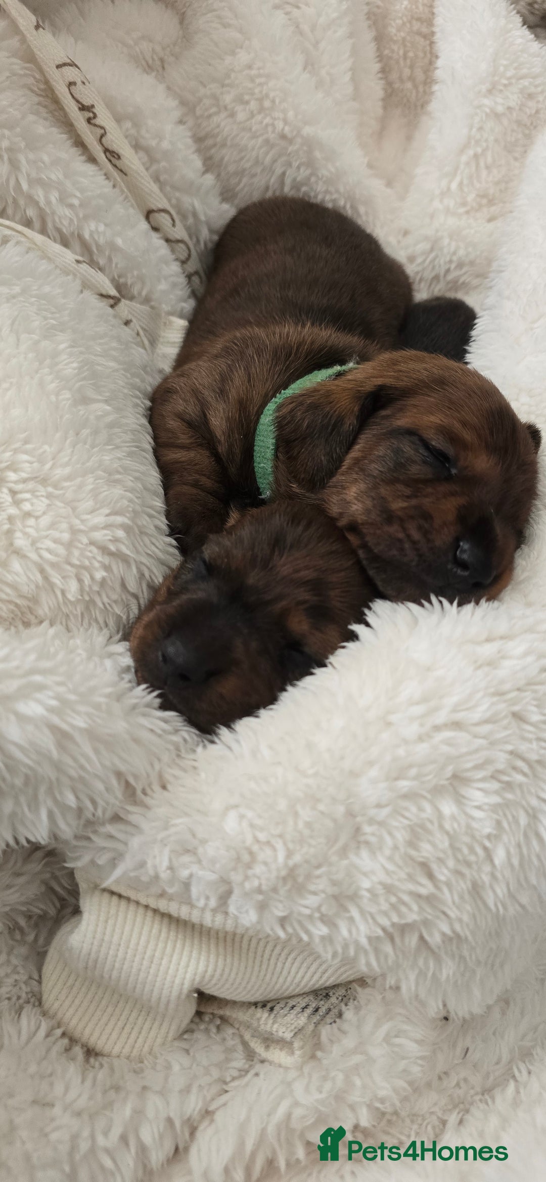 Miniature Dachshund dogs for sale: Miniature dachshund  - Image 7