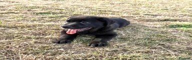 Mixed Breed 3