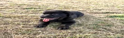 Mixed Breed dogs for sale: Cane Corso 75% x German Shepherd 25% - Advert 12