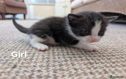 Ragdoll cats for sale: Ragdoll Cross kittens in Ilminster - Image 6