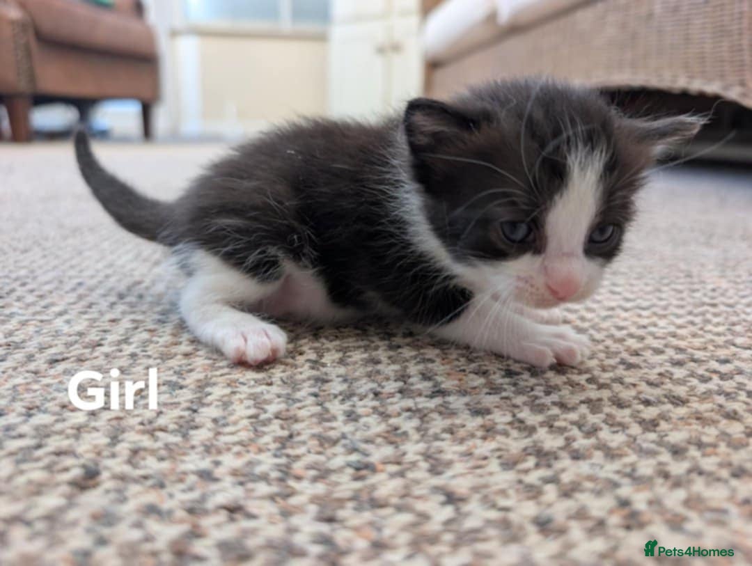 Ragdoll cats for sale: Ragdoll Cross kittens in Ilminster - Image 6