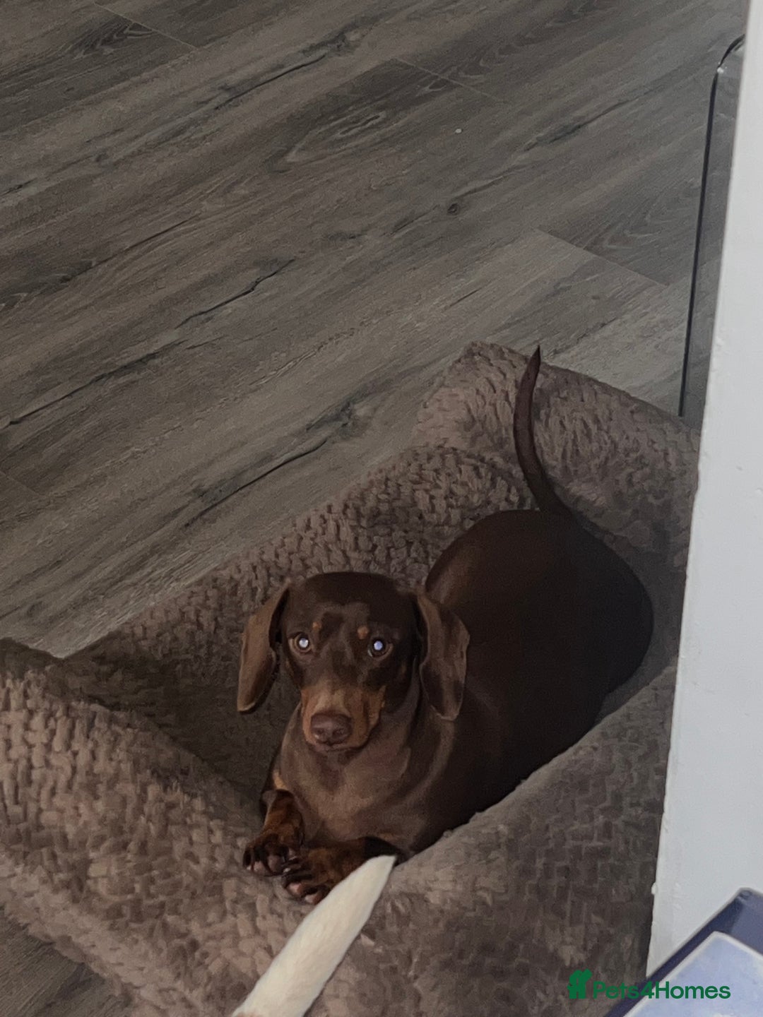 Dachshund dogs for sale: Loving Daxy for sale - Image 2