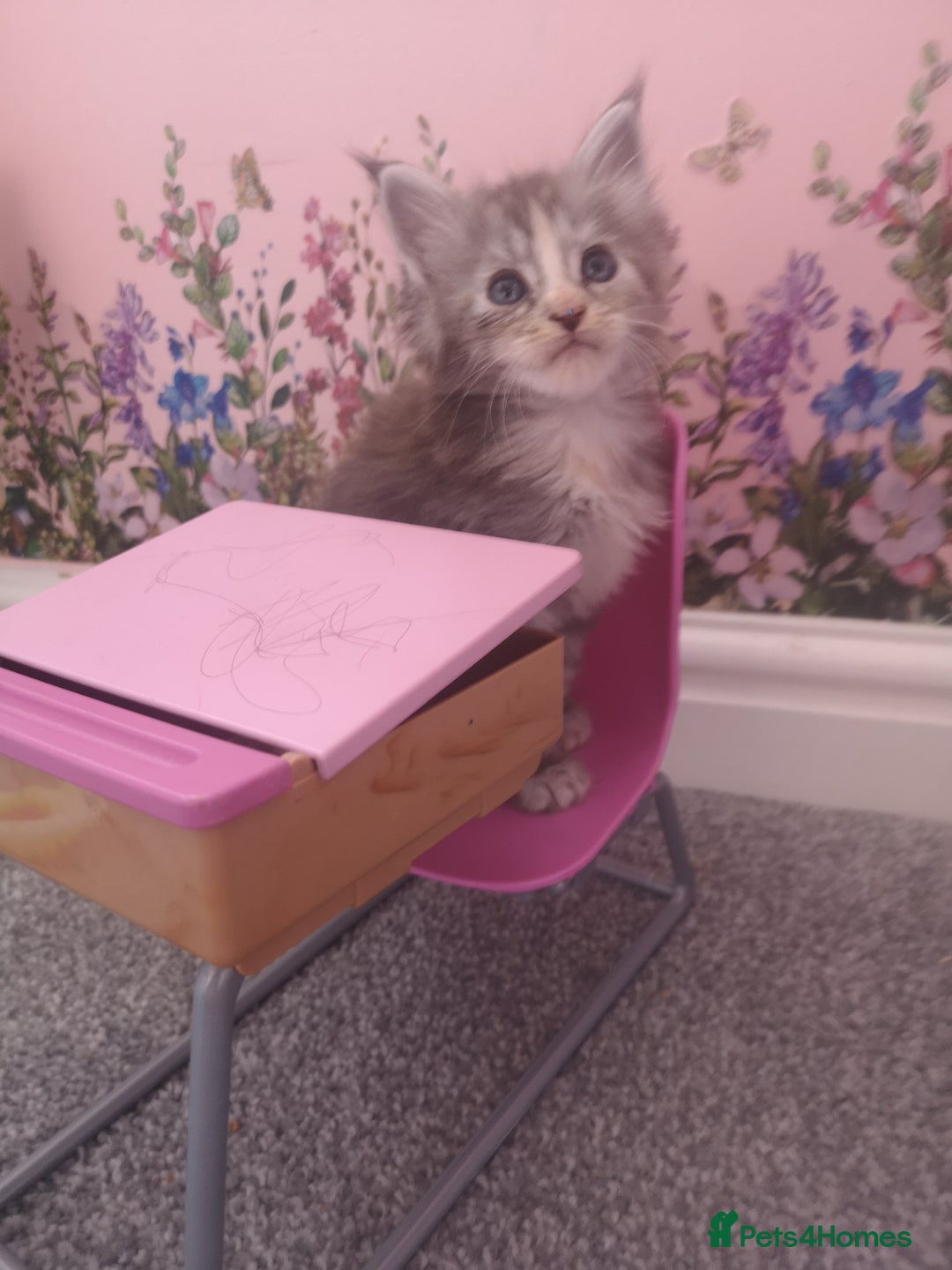 Maine Coon cats for sale: Maine Coon Kittens Parents Fully Health Tested - Image 19