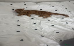 Domestic Shorthair cats for sale: Loving 1yr old Female Cat Looking for a New Home - Advert 3