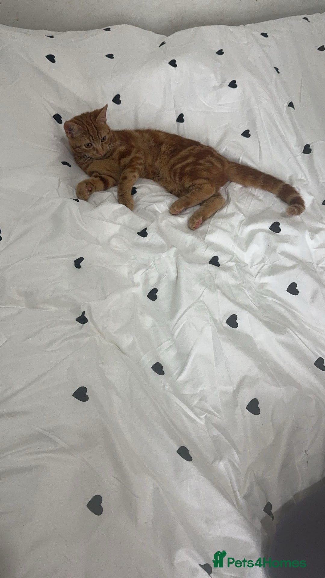 Domestic Shorthair cats for sale: Loving 1yr old Female Cat Looking for a New Home - Advert 3