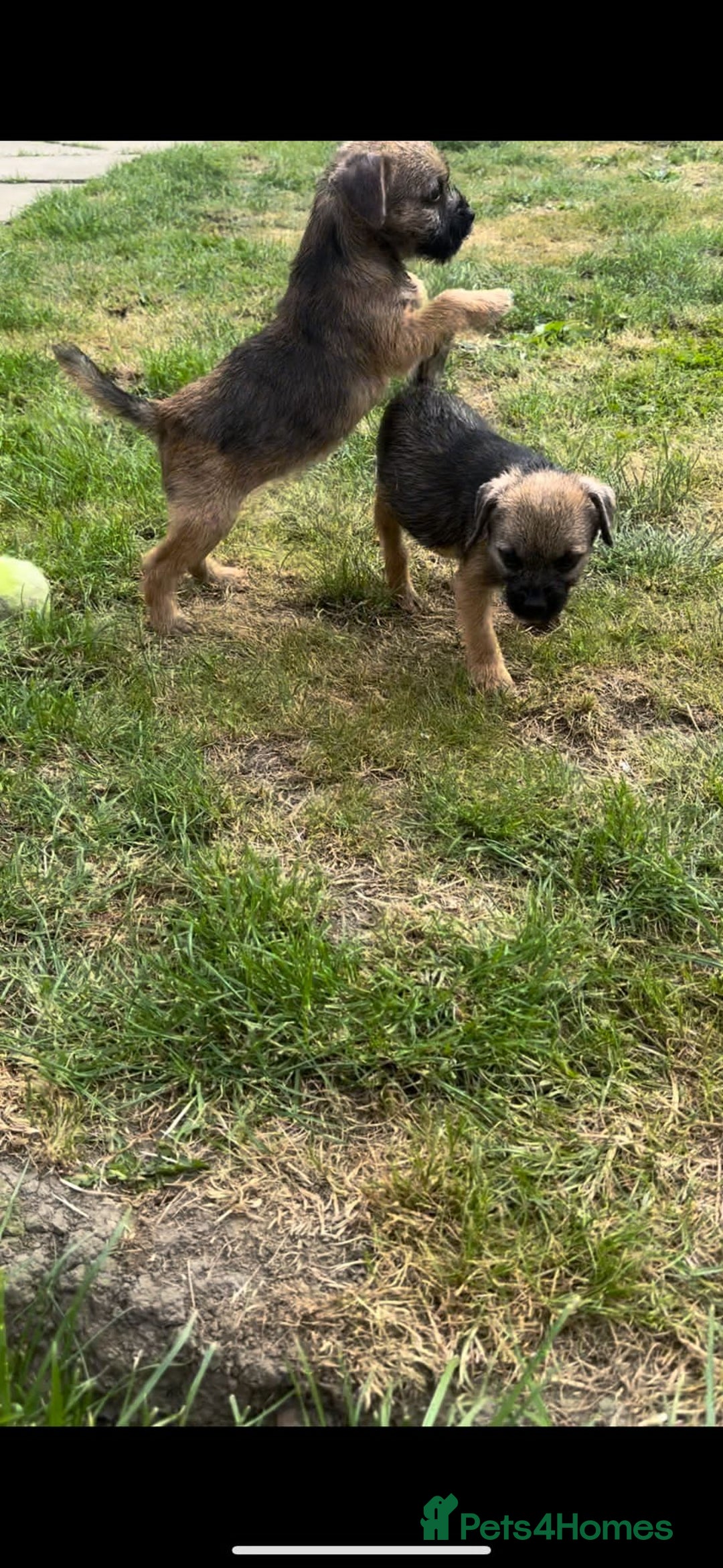 Border Terrier dogs for sale: Border Terrier Pups ready to go vet checked  in Bradford - Image 6