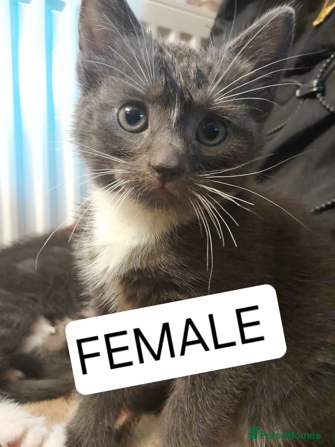 Mixed Breed cats for sale: 3 Beautiful kittens for sale  - Advert 7