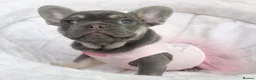 French Bulldog dogs for sale: READY NOW! 1 GIRL LEFT. BLUE & TAN FRENCH BULLDOG - Advert 7