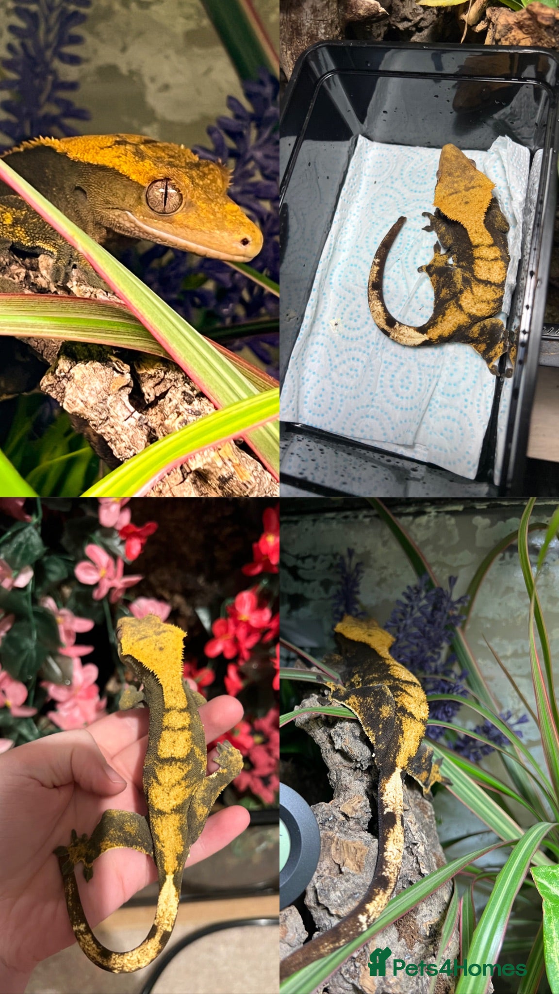 Gecko reptiles Crested gecko - Advert 2