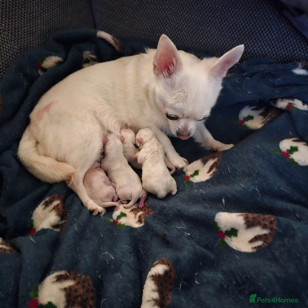 Chihuahua dogs for sale: Cute apple head chihuahua for sale  in Manchester - Advert 1