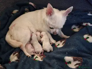 Chihuahua dogs Cute apple head chihuahua for sale - Advert 2