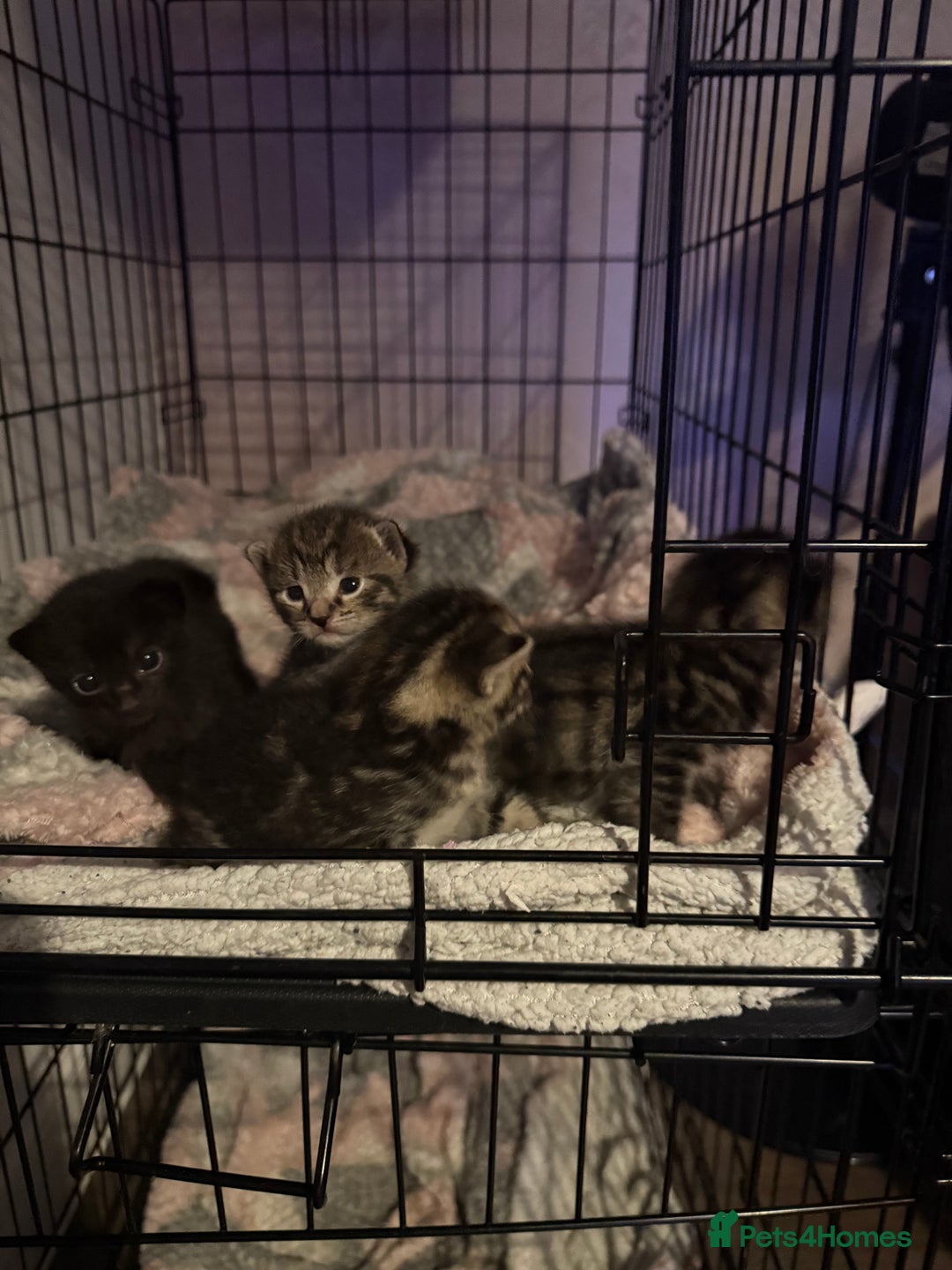 Domestic Shorthair cats for sale: 2 litters  - Image 3