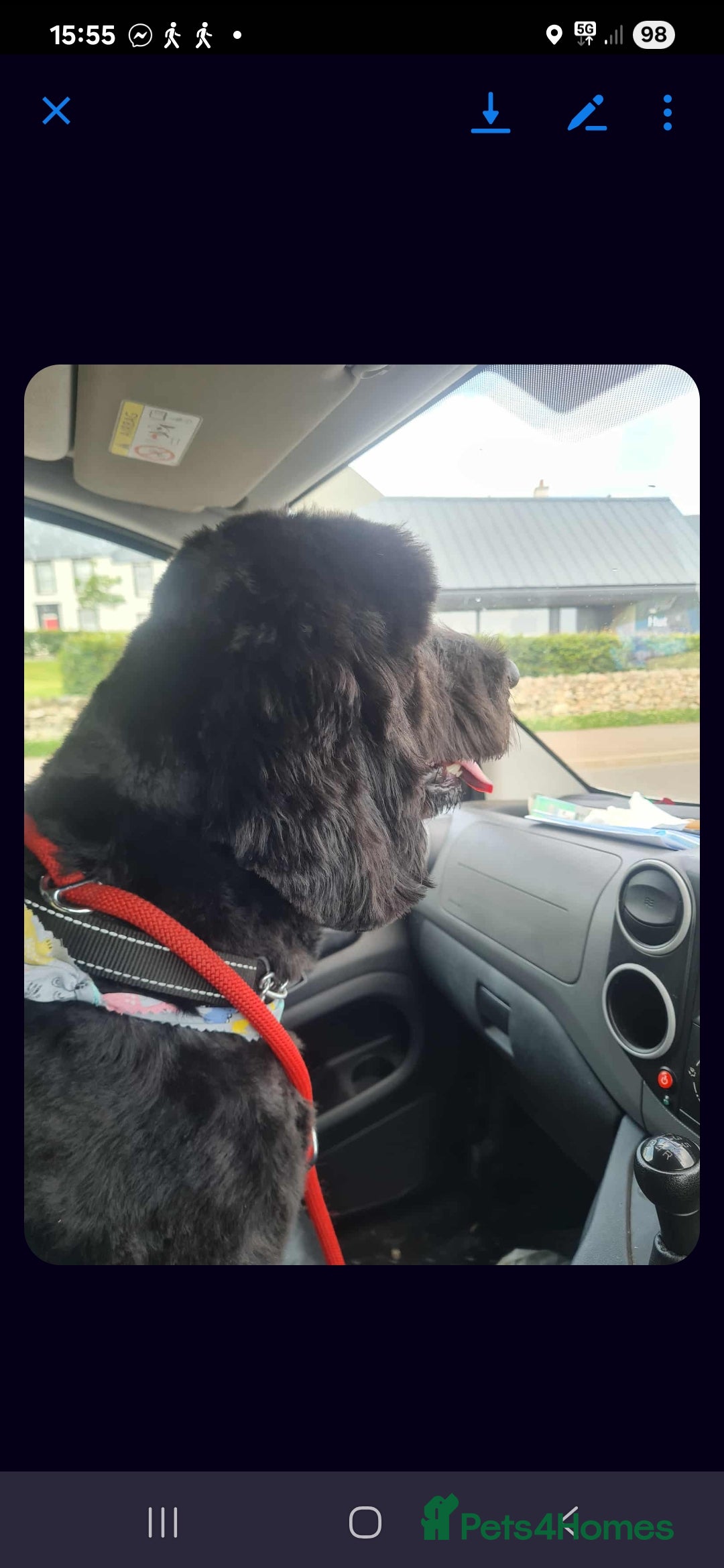 Labradoodle dogs for sale: Bare Mr - Image 1