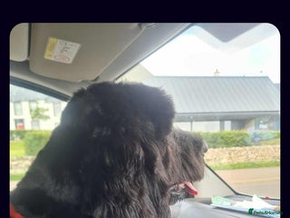 Labradoodle dogs - Advert 6