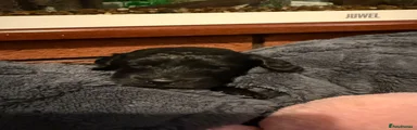 Cockapoo 3