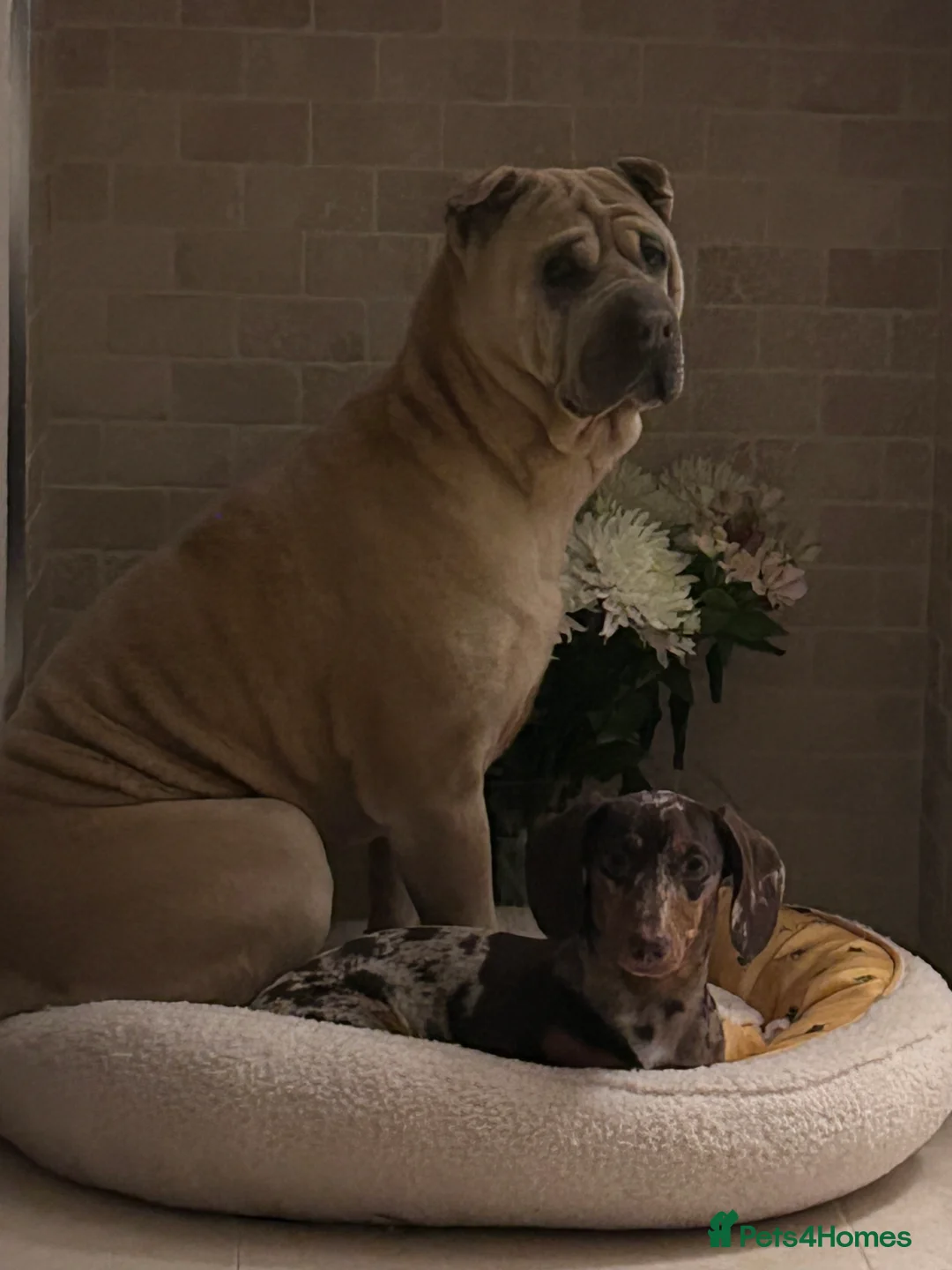 Shar Pei dogs for sale: Traditional shar pei female  - Advert 1