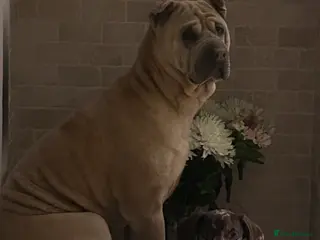 Shar Pei dogs Traditional shar pei female - Advert 15