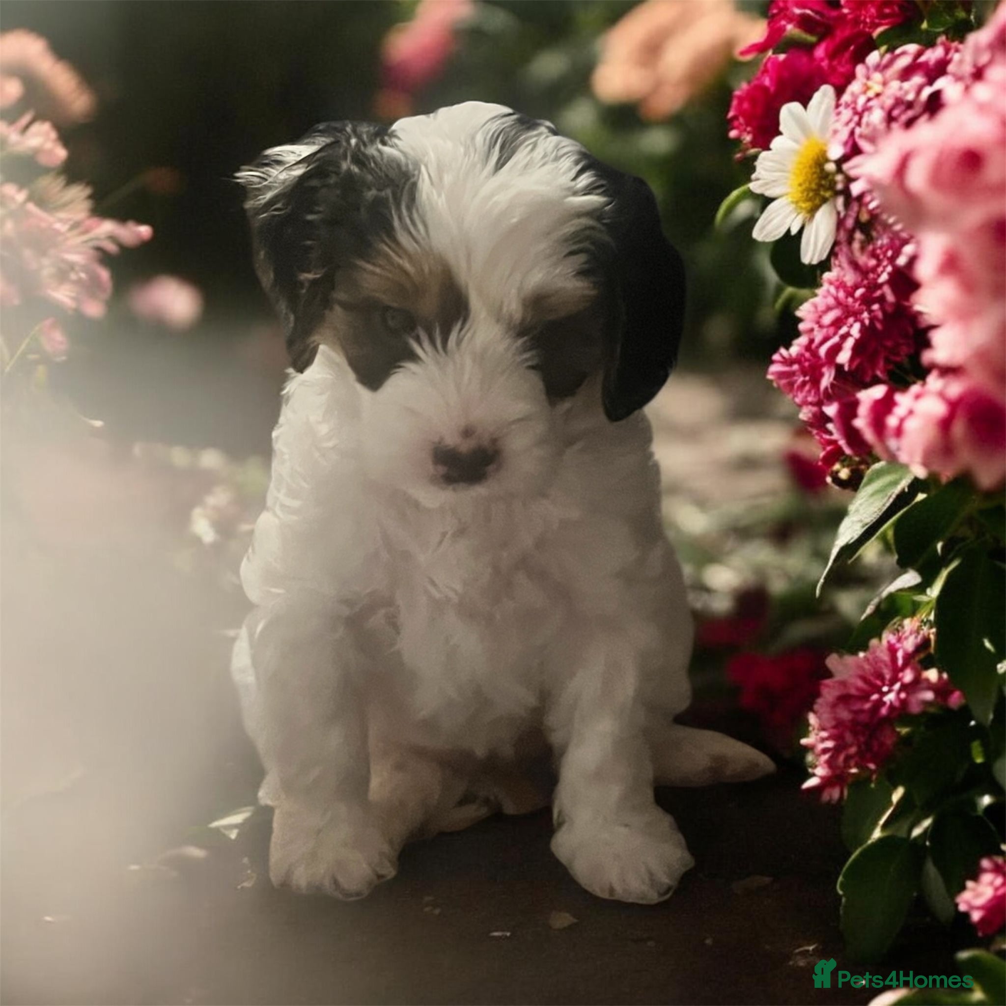 Australian Labradoodle dogs  health tested parents!! Ready on 25 April 🐶 - Advert 15