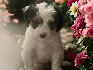 Australian Labradoodle dogs health tested parents!! Ready on 25 April 🐶 - Advert 15