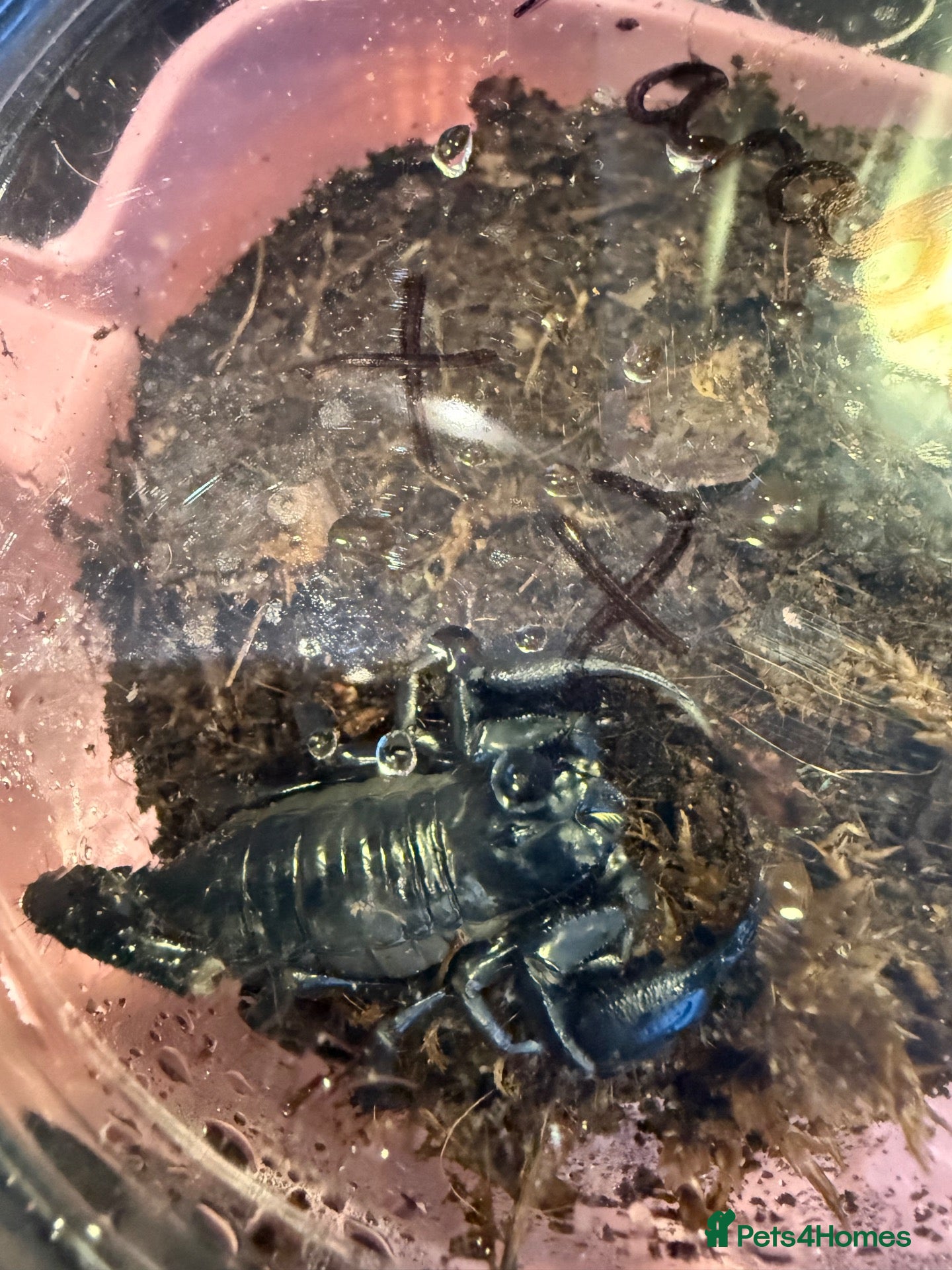 Axolotl reptiles 1yr Thai Forest Scorpions — £20 each - Advert 7