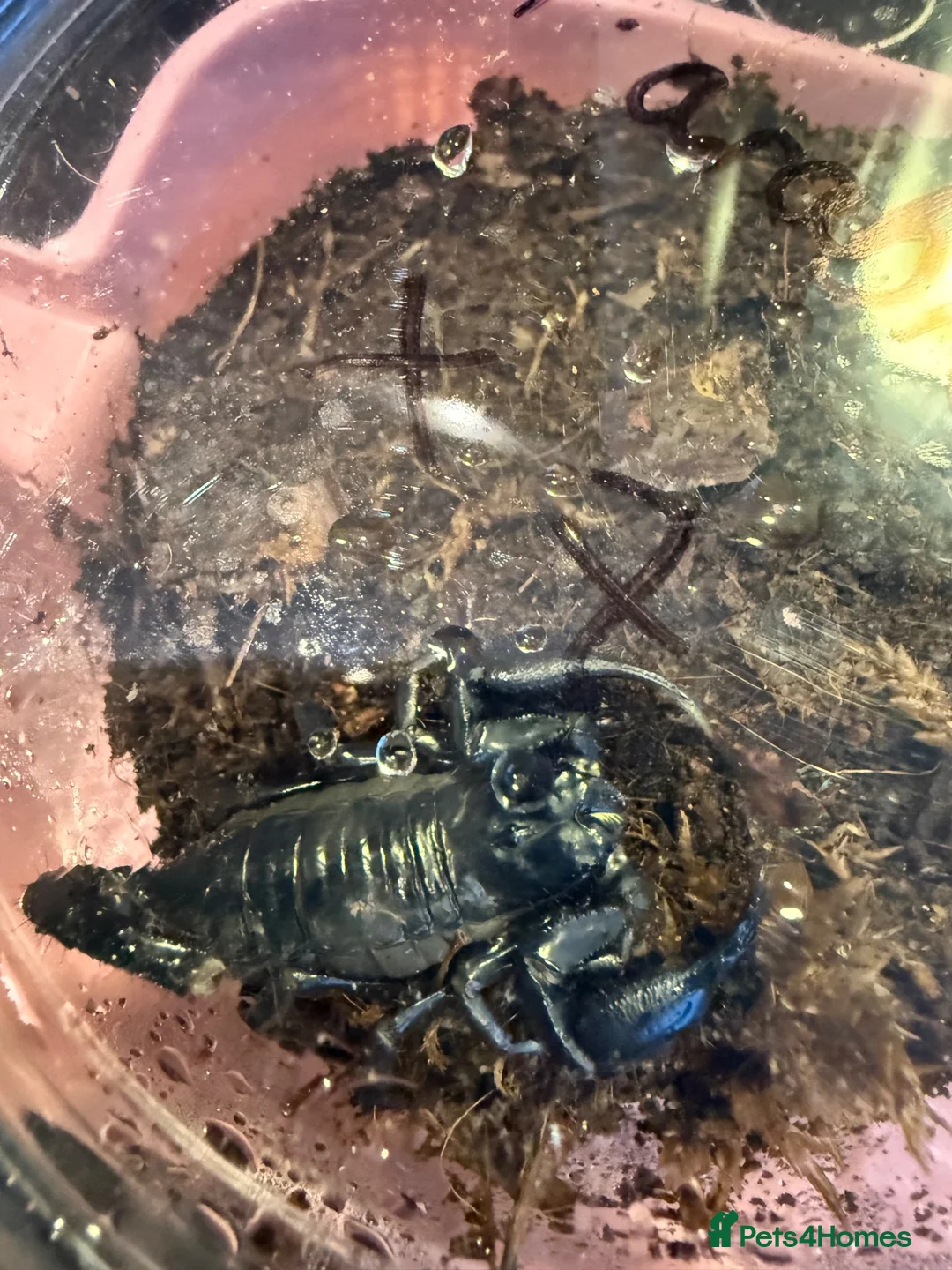 Axolotl reptiles for sale: Thai Forest Scorpions — £20 each - Advert 2