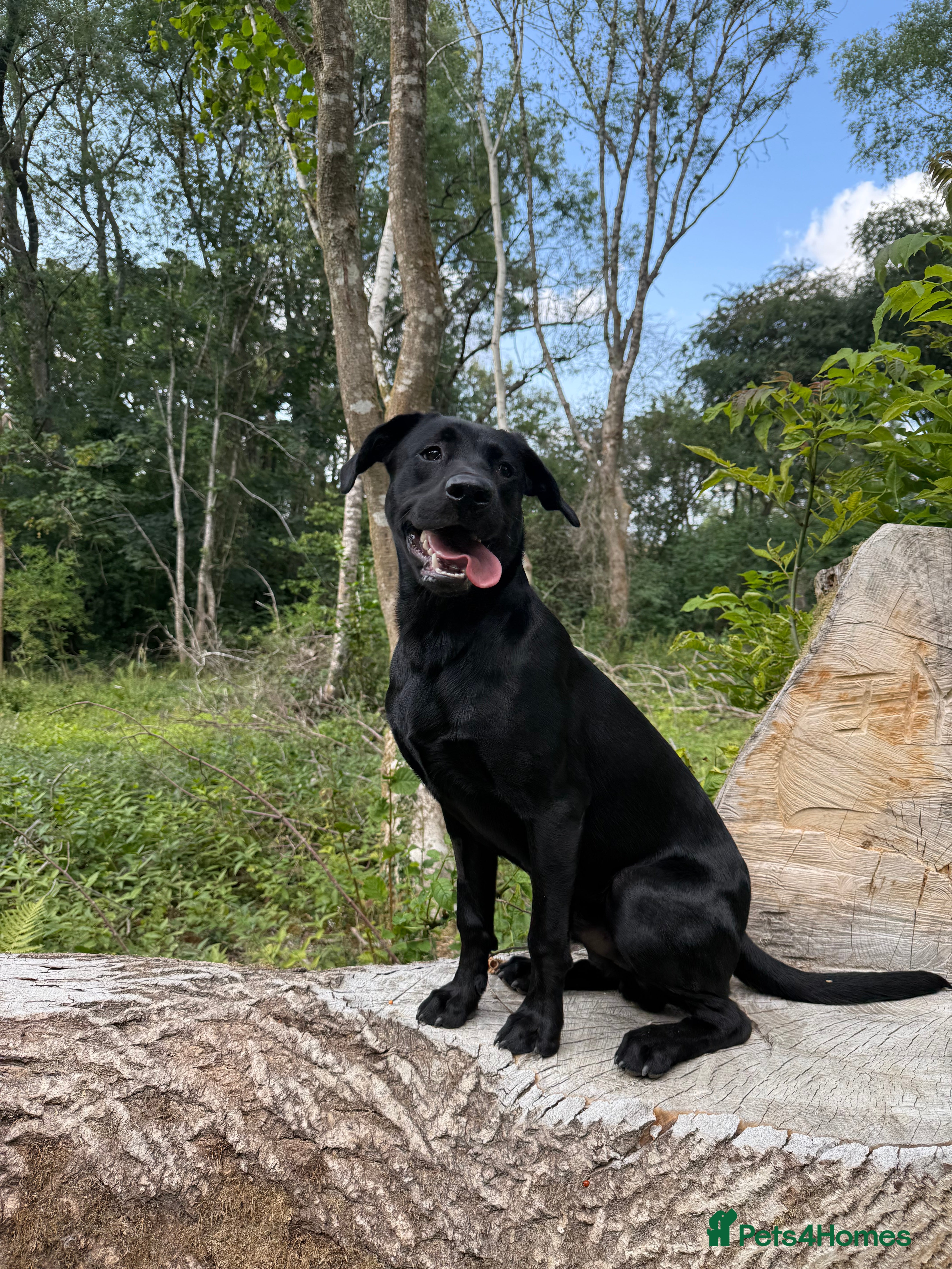 Labrador Retriever dogs Labrador - Working Line - 13 months old - Advert 2