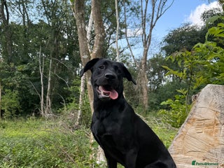 Labrador Retriever dogs Labrador - Working Line - 13 months old - Advert 2