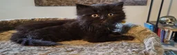 British Longhair cats for sale: British Longhair Kittens - Advert 3