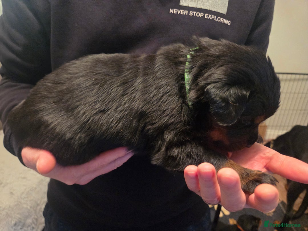 Rottweiler dogs for sale: ***Ready Now*** KC Registered Rottweiler Puppies - Advert 19