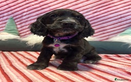 Cocker Spaniel dogs for sale: Cocker Spaniel Girls  - Advert 1