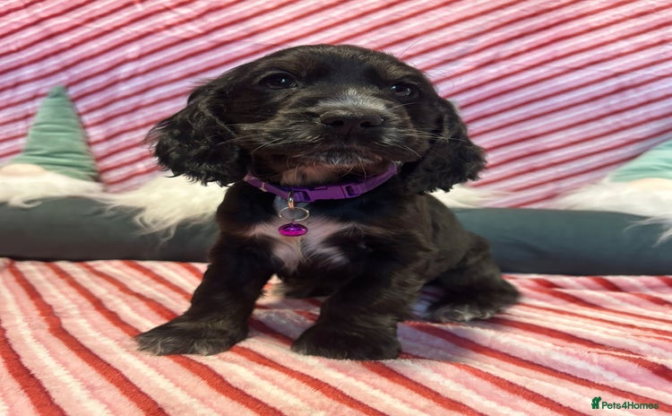 Cocker Spaniel dogs Cocker Spaniel Girls  - Advert 3